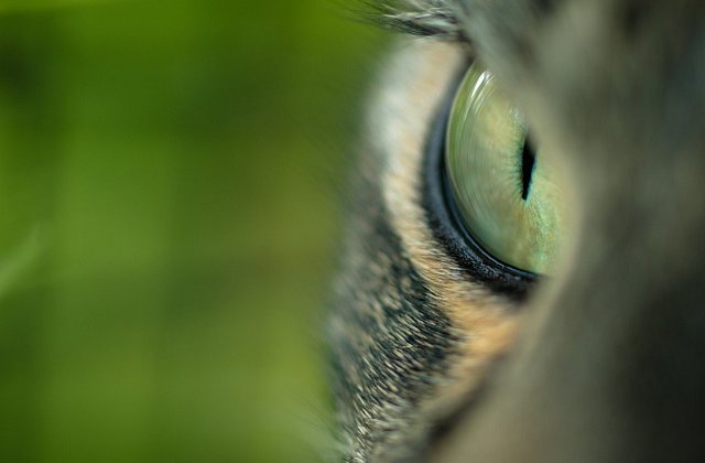 [Video] Motivul pentru care animalele nu au blana verde