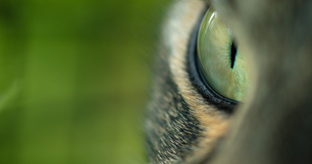  Video  Motivul pentru care animalele nu au blana verde