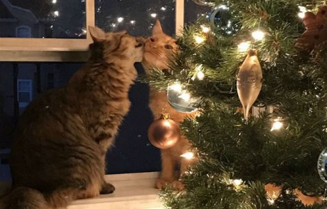 Aceste pisici indragostite au cucerit internetul cu dragalasenia lor