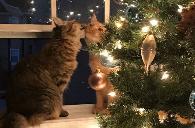 [FOTO] Aceste pisici sunt atat de indragostite incat nu se pot abtine sa isi arate sentimentele