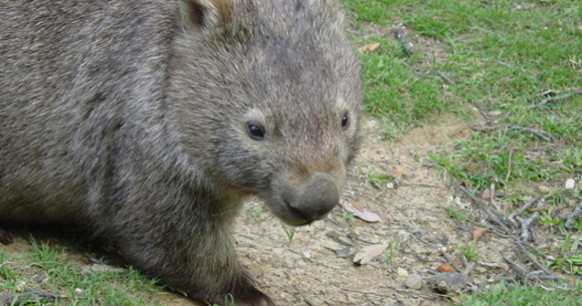  Video  Legatura incredibila dintre un pui de vombat salvat si ingrijitorul sau