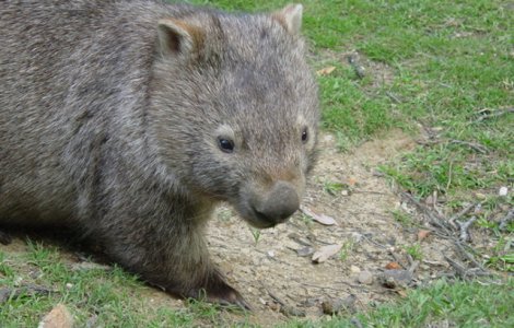  Video  Legatura incredibila dintre un pui de vombat salvat si ingrijitorul sau