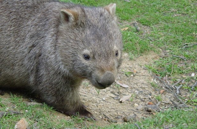 [Video] Legatura incredibila dintre un pui de vombat salvat si ingrijitorul sau