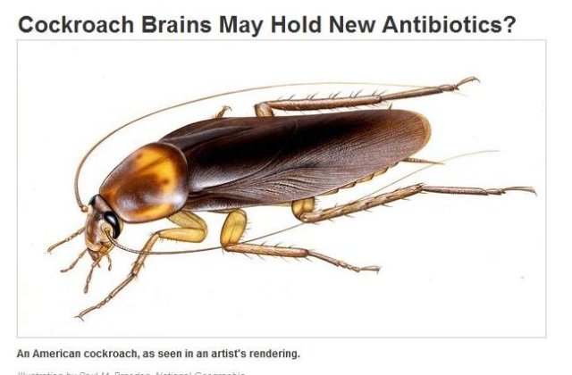 Creierul gandacilor, antibioticele viitorului?