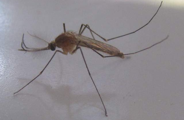 Inca un deces provocat de virusul West Nile