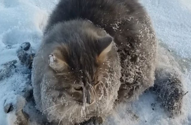 [VIDEO] Emotionant: Pisicuta salvata dupa ce a inghetat pe asfalt