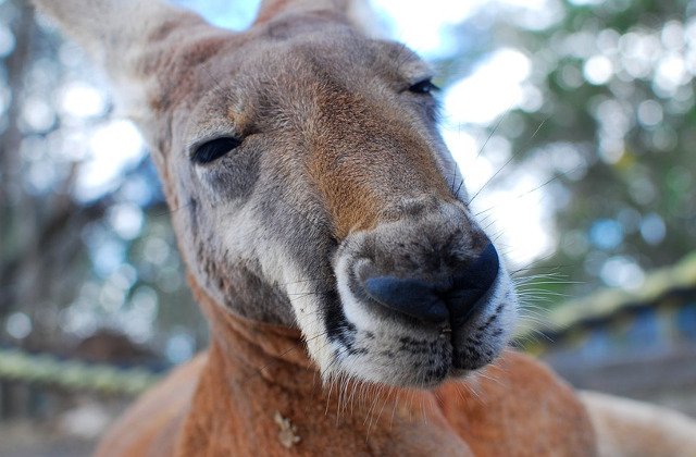 [Video] Povestea induiosatoare din spatele clipului in care un barbat loveste un cangur