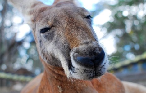 Video  Povestea induiosatoare din spatele clipului in care un barbat loveste un cangur