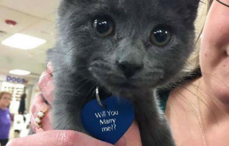 Modul adorabil in care acest barbat si-a cerut iubita in casatorie