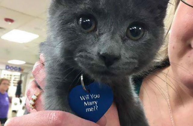 [VIDEO] Modul adorabil in care acest barbat si-a cerut iubita in casatorie