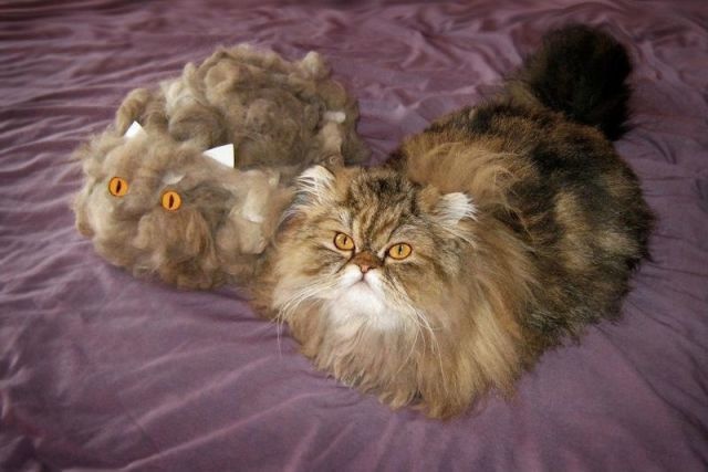 Sau sa piepteni pisica pana cand iese alta pisica