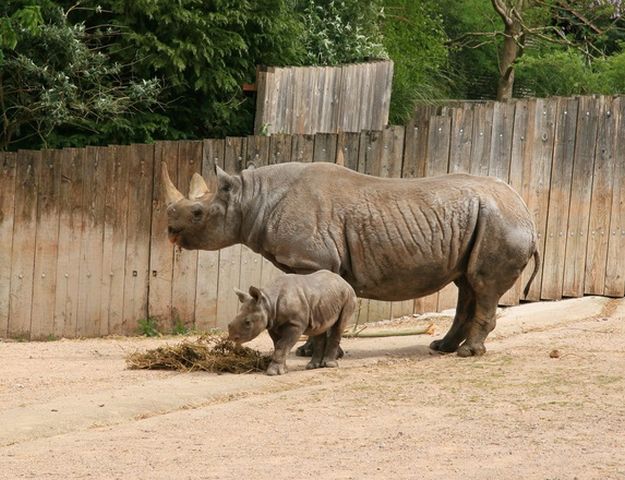Ocrotirea, pe primul plan