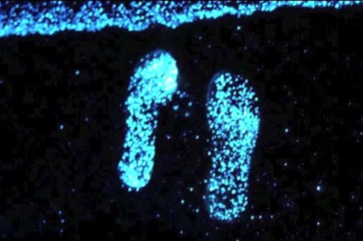 Urme pe plaja bioluminiscenta