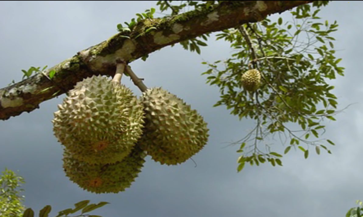 Durian