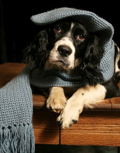 Cel mai simpatic catelus