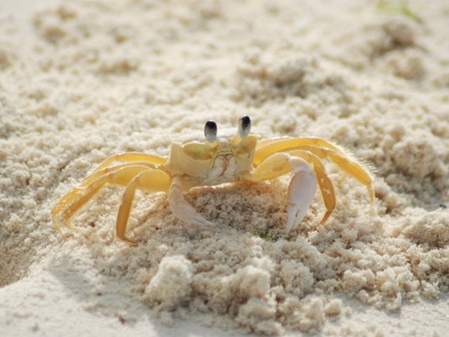 Crab