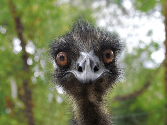 Emu haios