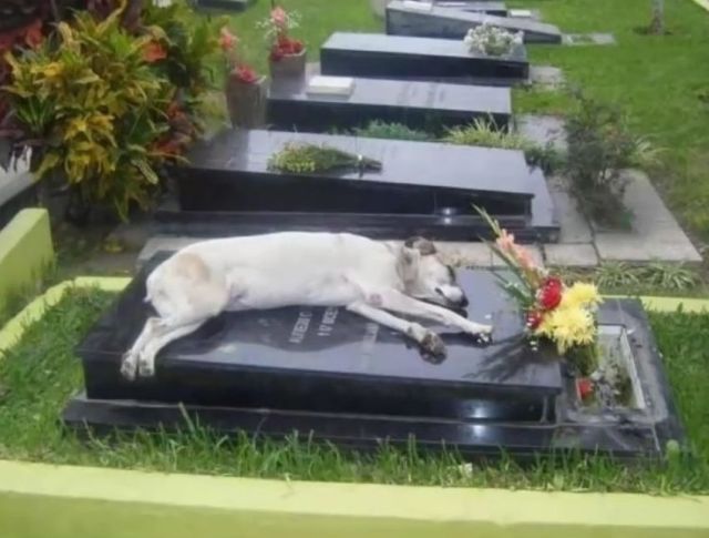 Caine care isi reaminteste proprietarul