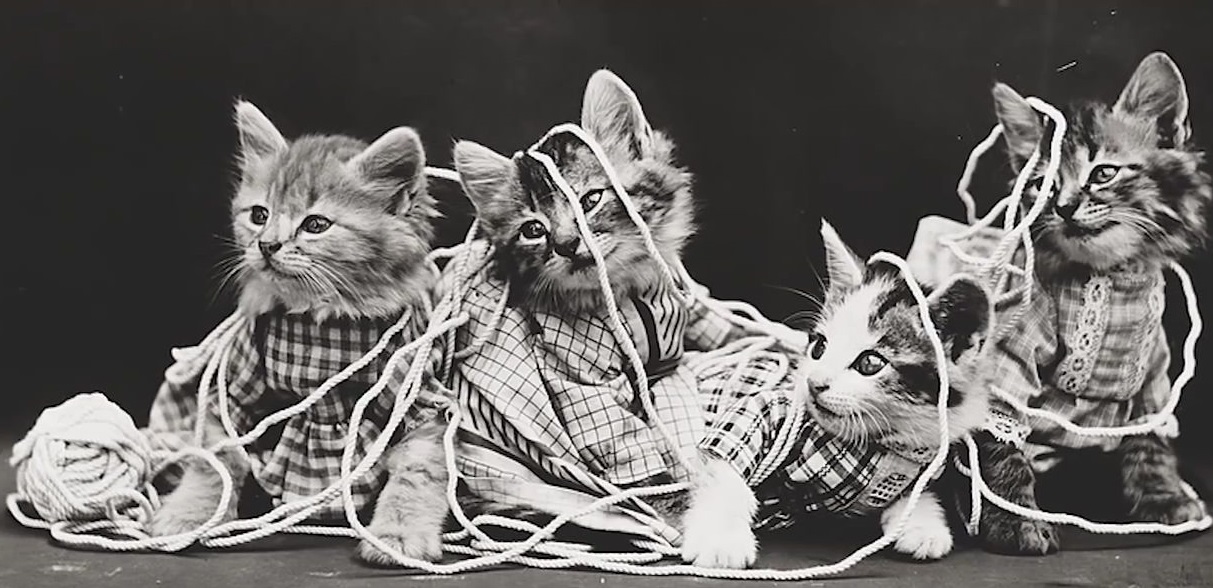 Pisici...in mare incurcatura