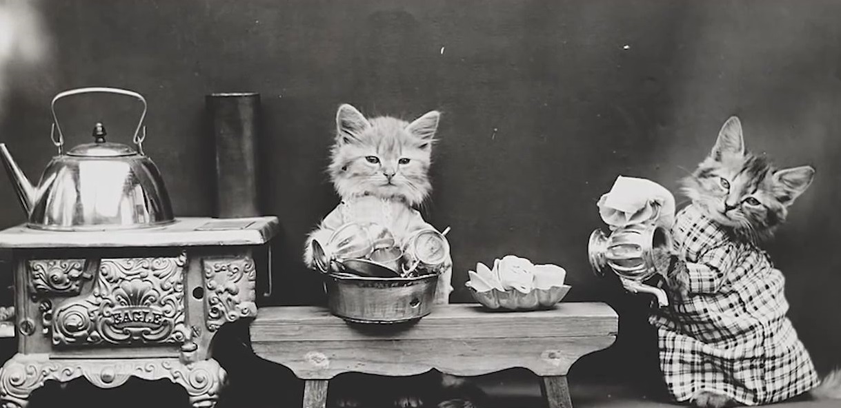 Pisici, spaland vase