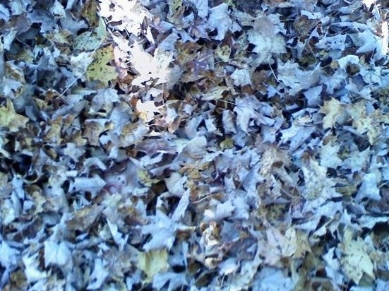 Unde s-o fi ascuns fetita?