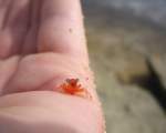 Un crab adorabil