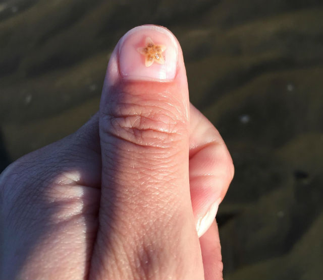 Viata marina, mereu uimitoare