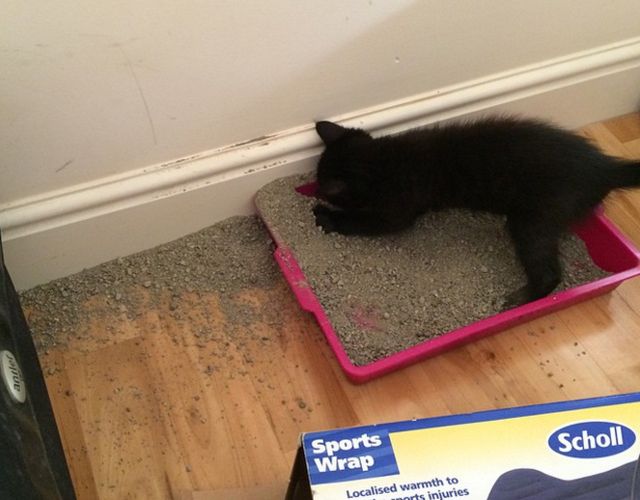 Crede ca locul nisipului din litiera este jos