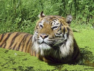 Din lumea animalelor