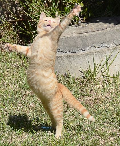 O pisica dansand