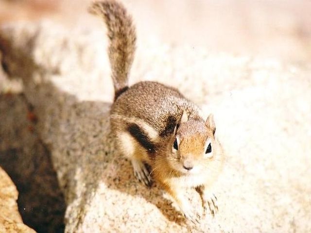 Cea mai simpatica veverita