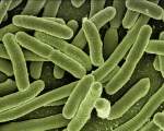 Bacterii