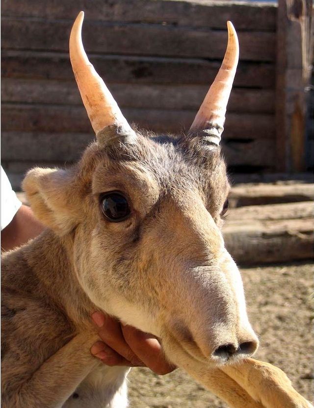 Antilopa Saiga