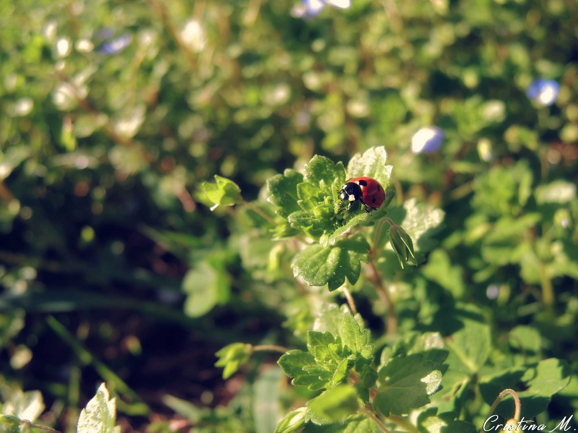 Primele semne ale primaverii