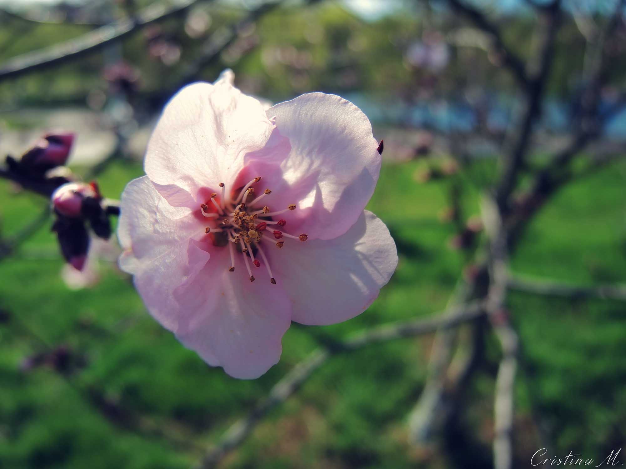 Primele semne ale primaverii