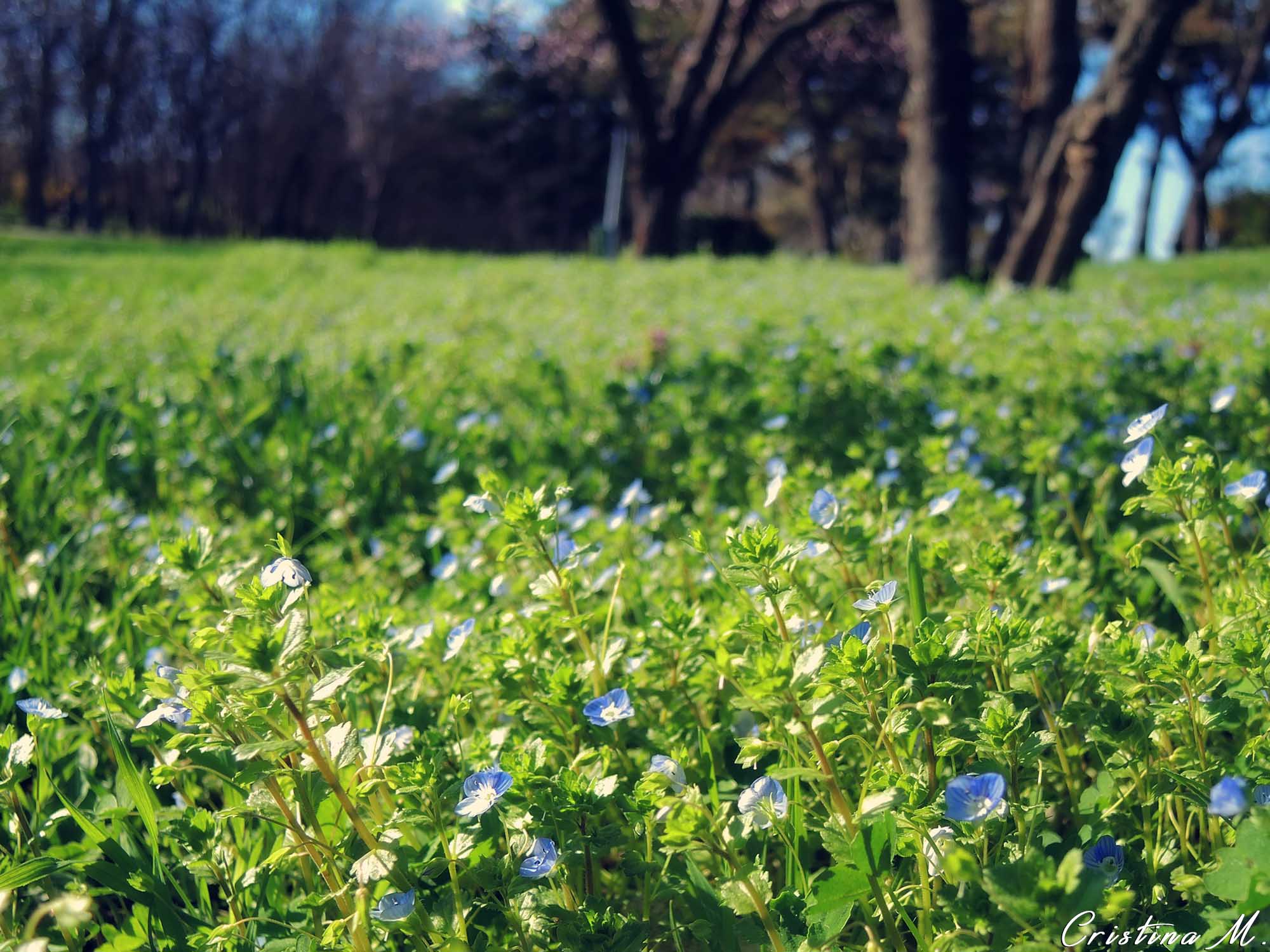 Primele semne ale primaverii