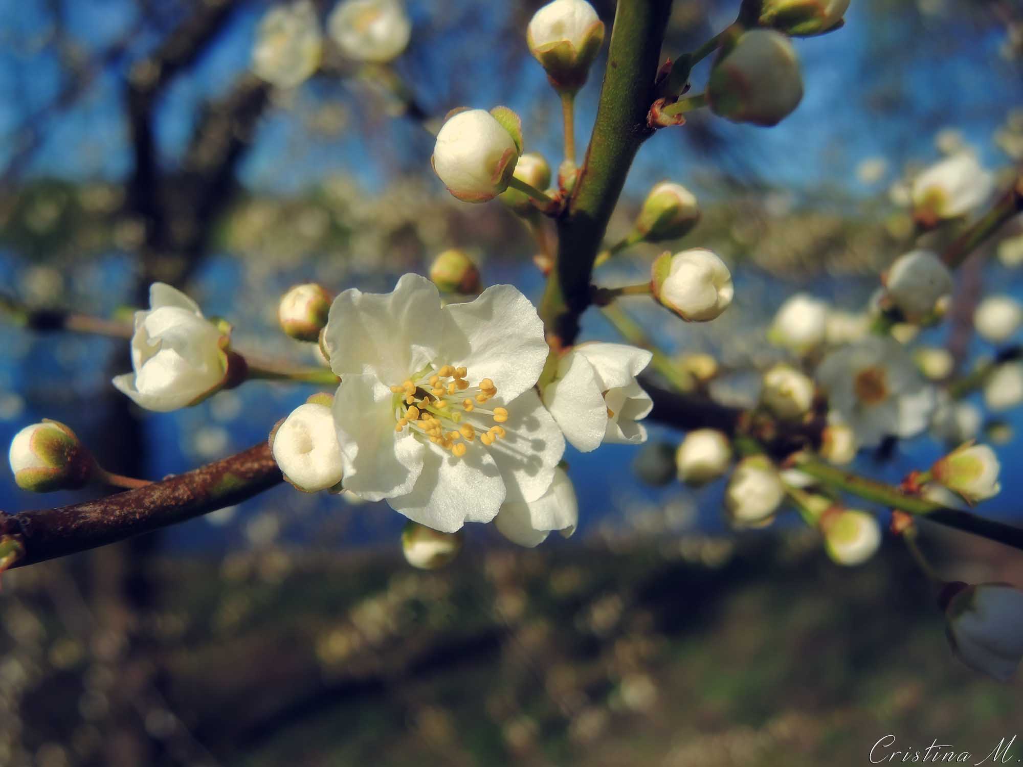 Primele semne ale primaverii