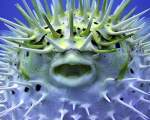 Puffer Fish