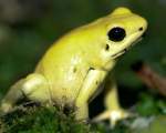 Poison Dart Frog