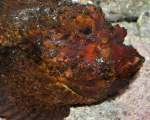 Stonefish