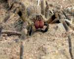 Brazilian Wandering Spider