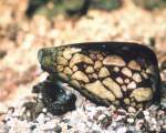 Marbled Cone Snail