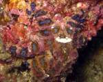 Blue-Ringed Octopus
