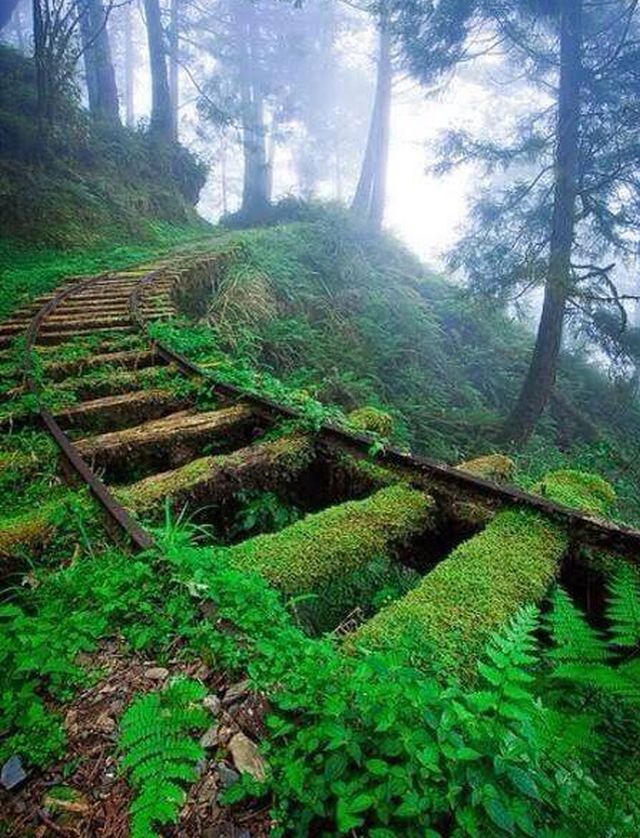 Linie ferata parasita