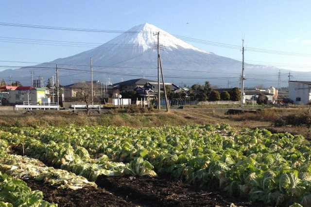 9.Familia Kanohana, Japonia