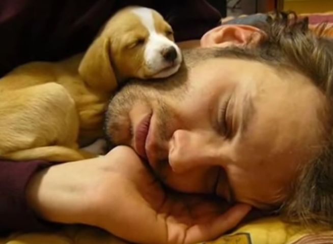 "Putem trai fara un caine, dar nu merita efortul" (Heinz Ruhmann)