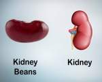 9. Fasolea si rinichii