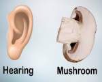 11. Ciupercile si auzul