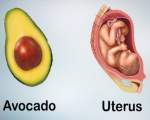 12. Avocado si uterul