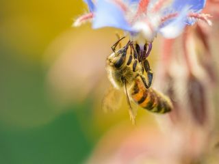 Albinelor le place cofeina